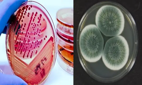 Bhat Bio-Media Facility